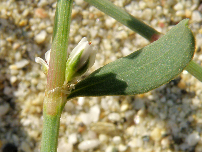 Polygonum robertii / Poligono di Robert